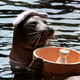 Image for article titled How to Drink Sake: Your Guide to Japan's Tasty, Boozy Gift to the World